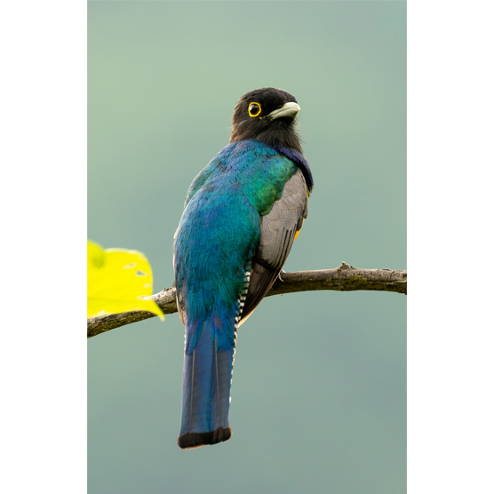 Gartered Trogon