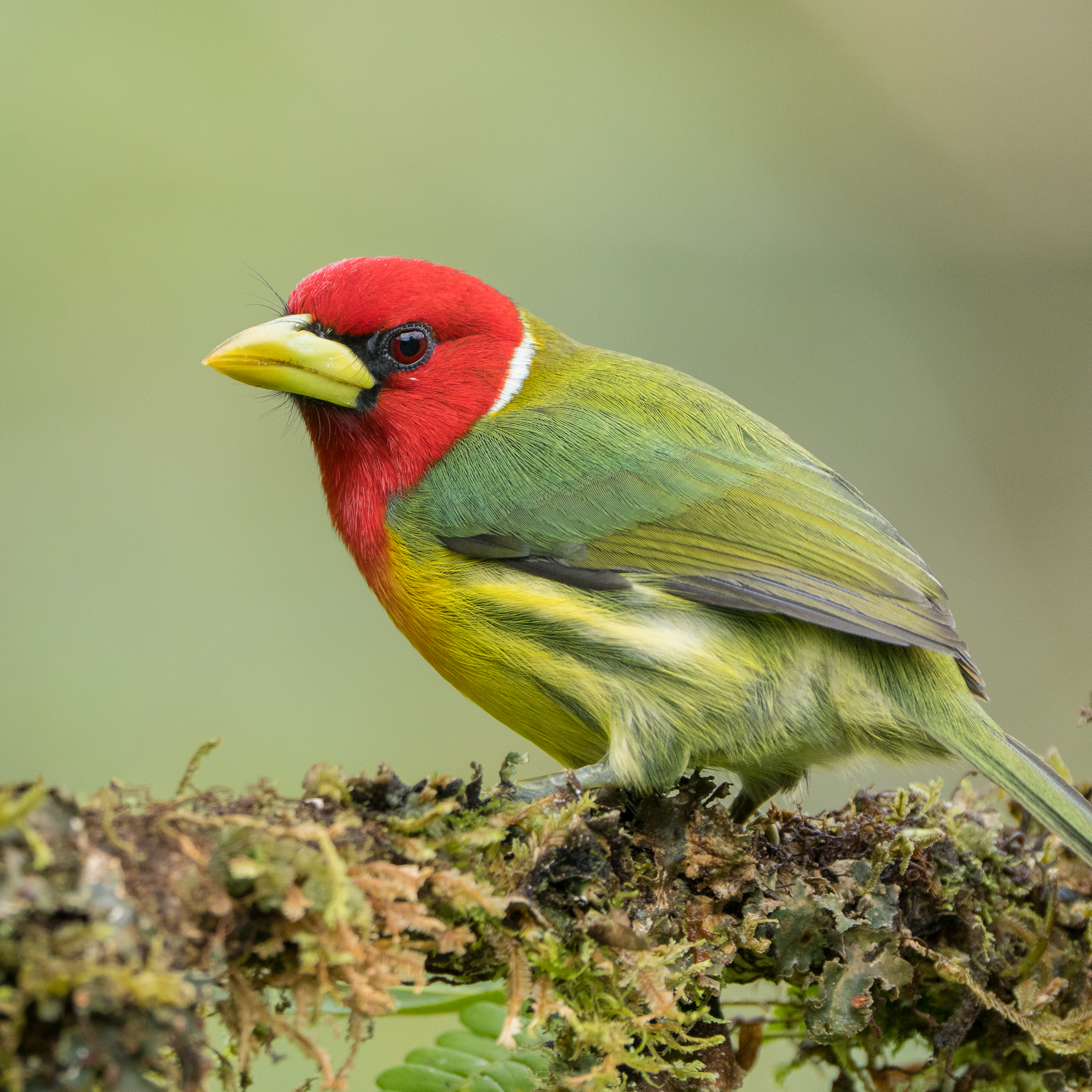 Red headed Barbet