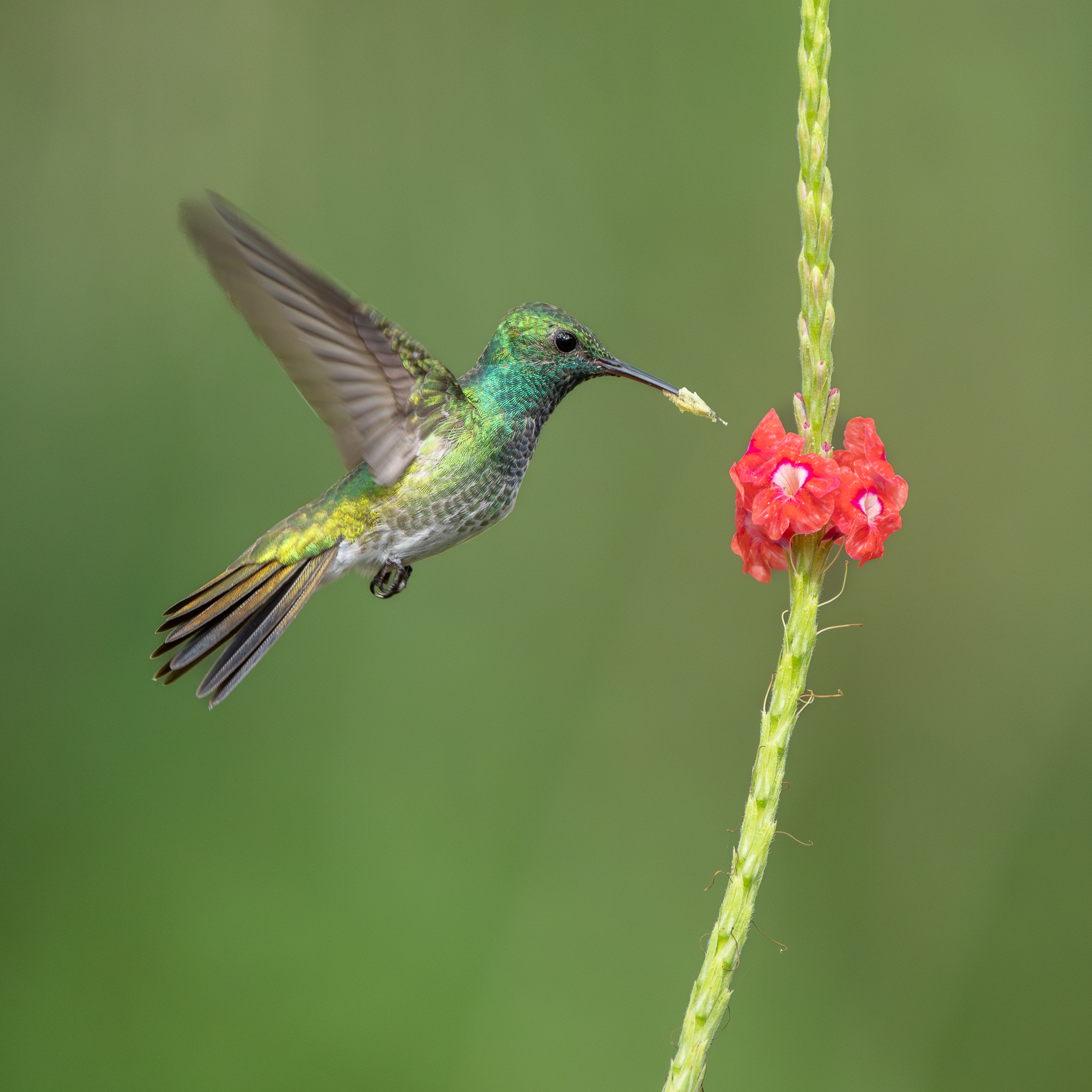 Mangrove Hummingbird