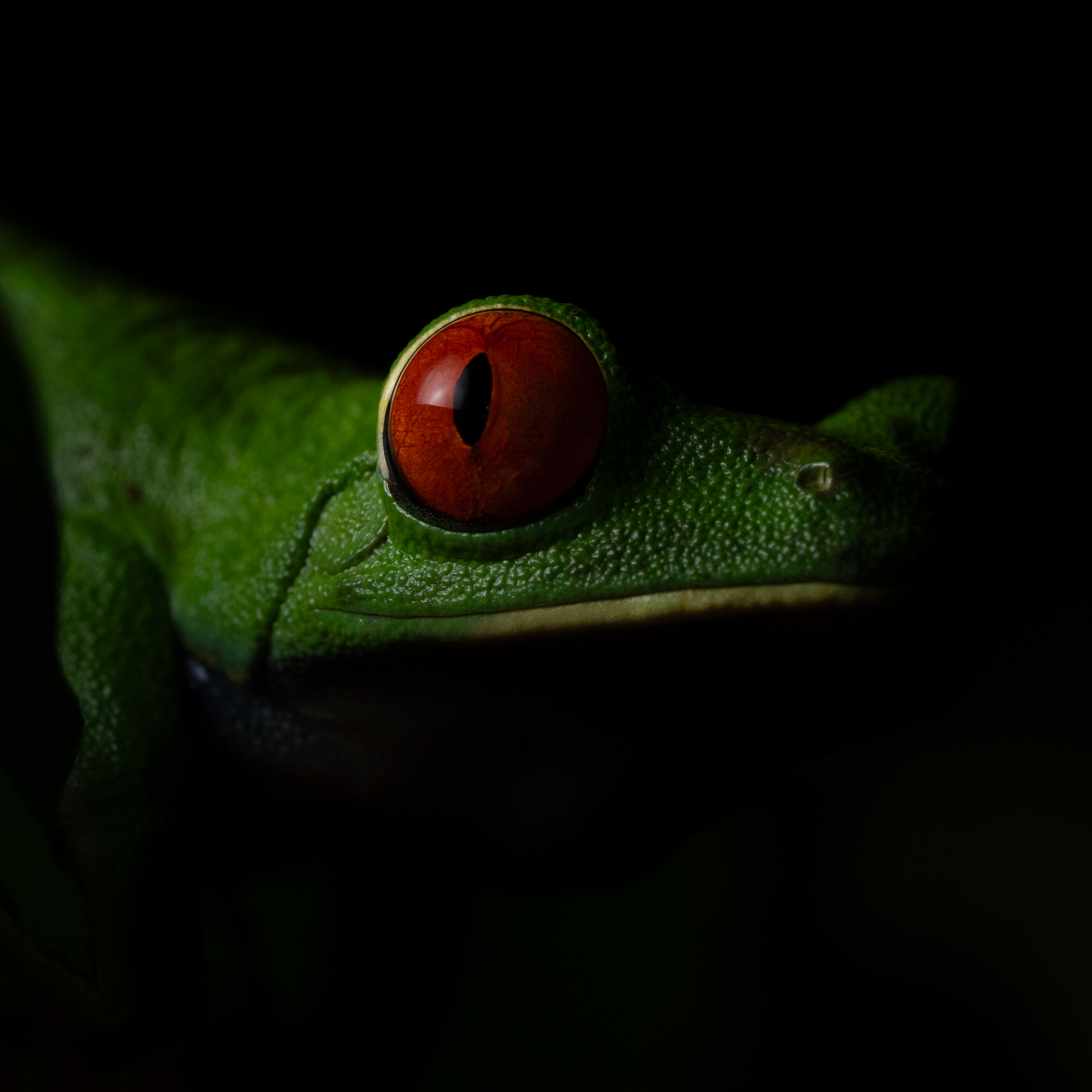 Red eyed leaf Frog