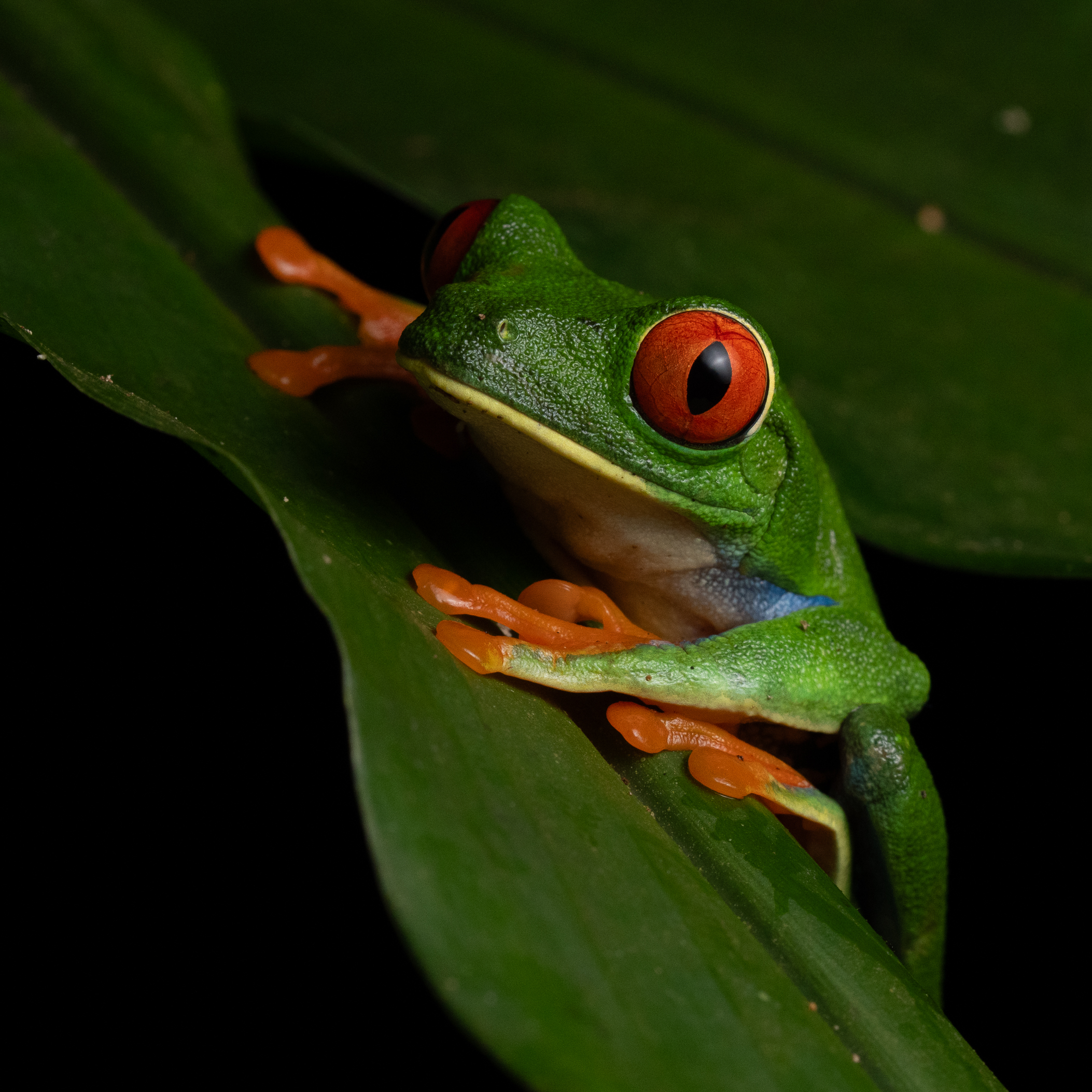 Red eyed leaf Frog