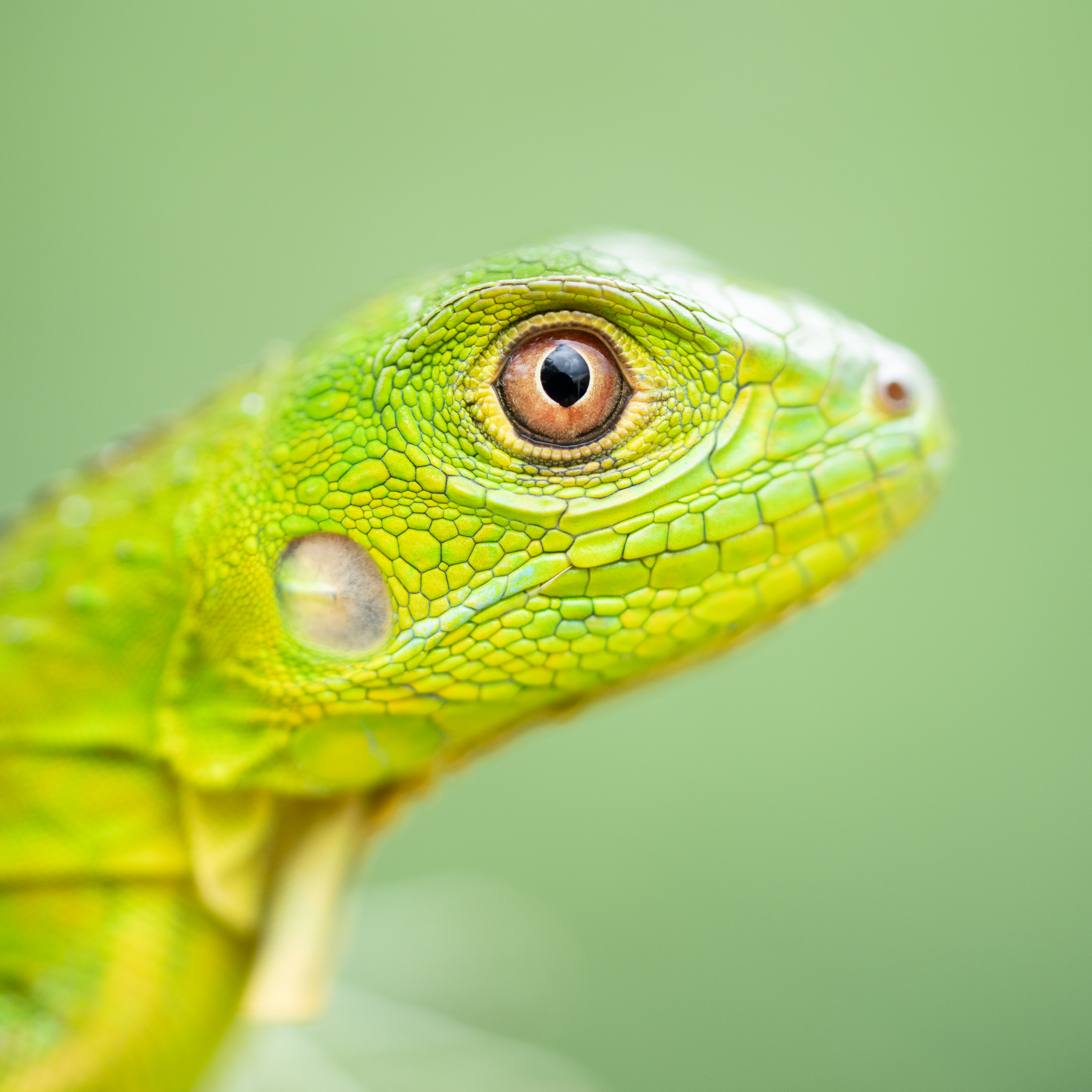 Green Iguana