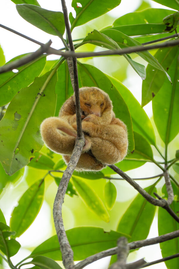 Silky Anteater