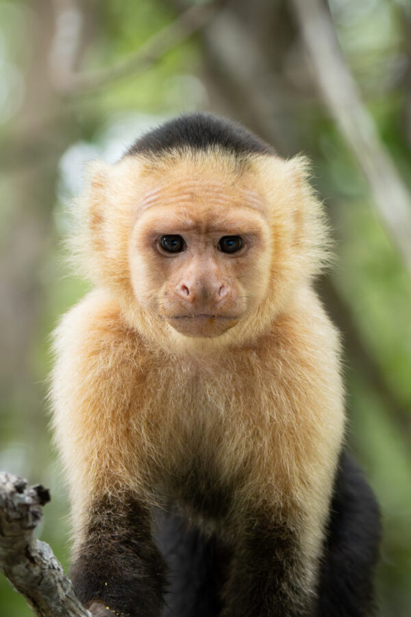 White faced Capuchin