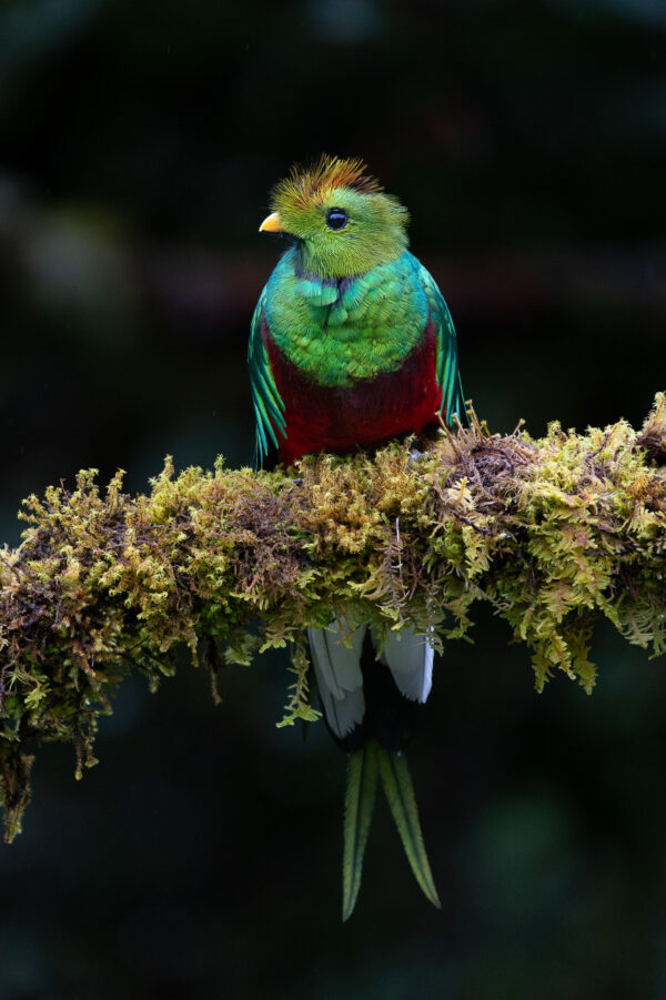 Resplendent Quetzal 3